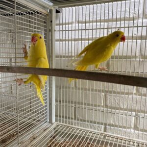 indian ringneck for sale