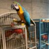 Healthy Blue & Gold Macaw