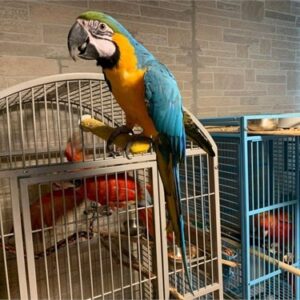Healthy Blue & Gold Macaw