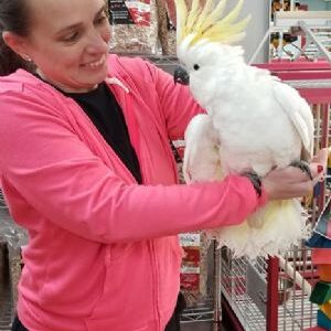cockatoos for sale