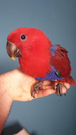 Super Tame Handreared baby Eclectus Parrot