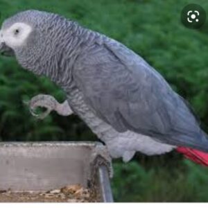 Congo African grey Parrot