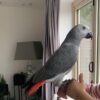 6 Months African Grey for sale