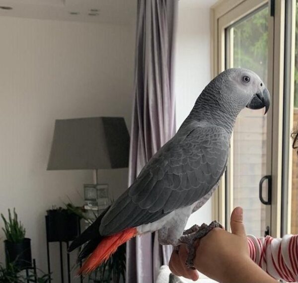 6 Months African Grey for sale