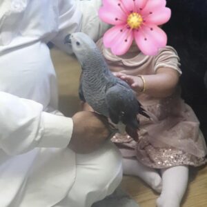 Baby African Grey For Sale