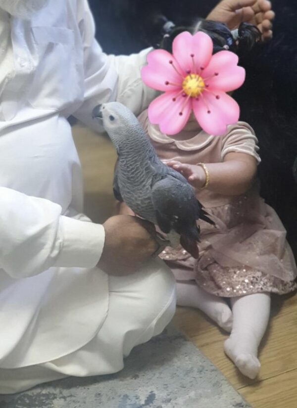 Baby African Grey For Sale