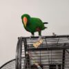 Hand Tame Eclectus Parrot 