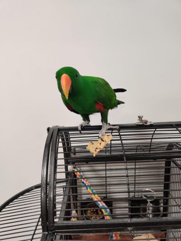 Hand Tame Eclectus Parrot 