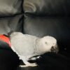 Cuddly tame baby African grey