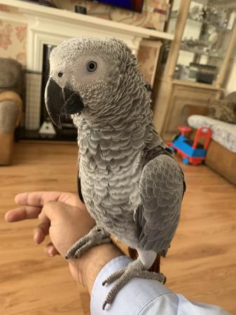 African grey baby silly tame inc cage n toys