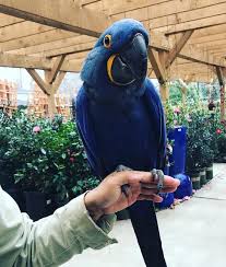 https://buyhomeparrots.com/