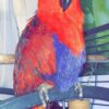 Eclectus female 1year old bird for sale