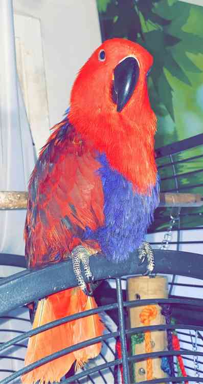 Eclectus female 1year old bird for sale