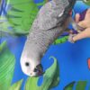 Hand Reared Baby African Grey parrot