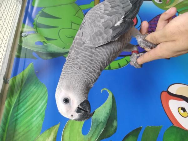 Hand Reared Baby African Grey parrot