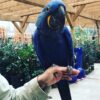 Hyacinth Macaws parrot 