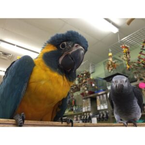 Macaw for sale