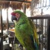Military Macaws Parrot