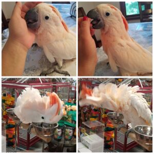 Moluccan cockatoo for sale