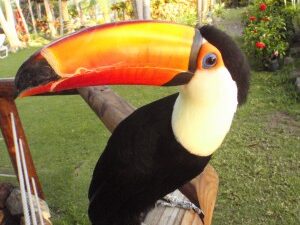 Toucan for sale