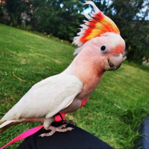 Major Mitchell’s cockatoos for sale