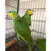Healthy Blue Amazon parrots