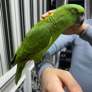 Amazon parrot for sale