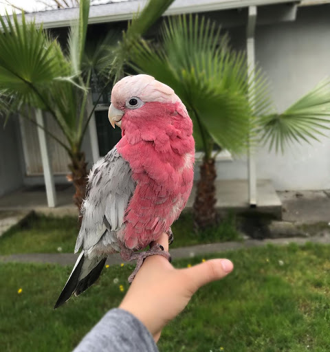 Rose Breasted Cockatoos