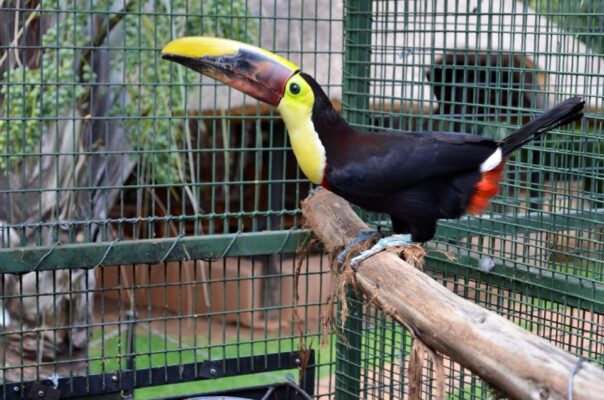 Chestnut-Mandibled Toucan