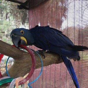 Hyacinth Macaw USA