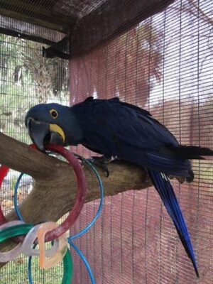 Hyacinth Macaw USA